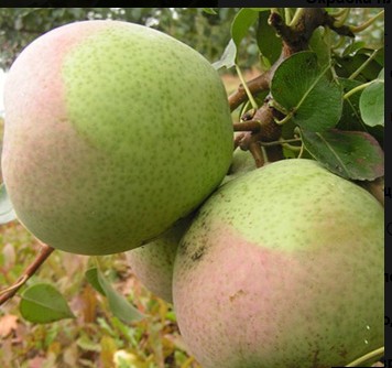 Груша Десертная россошанская