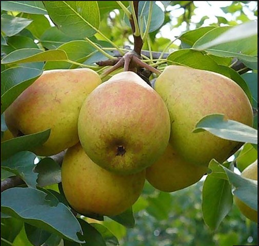 Груша Добрянка (Сентябрина)