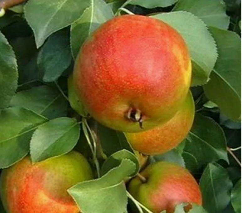 Груша Веселинка