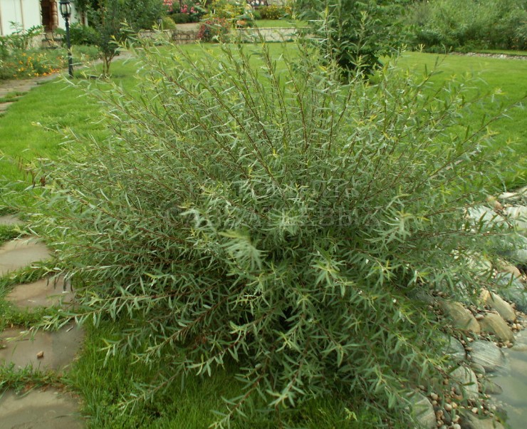 Ива шаровидная Нана