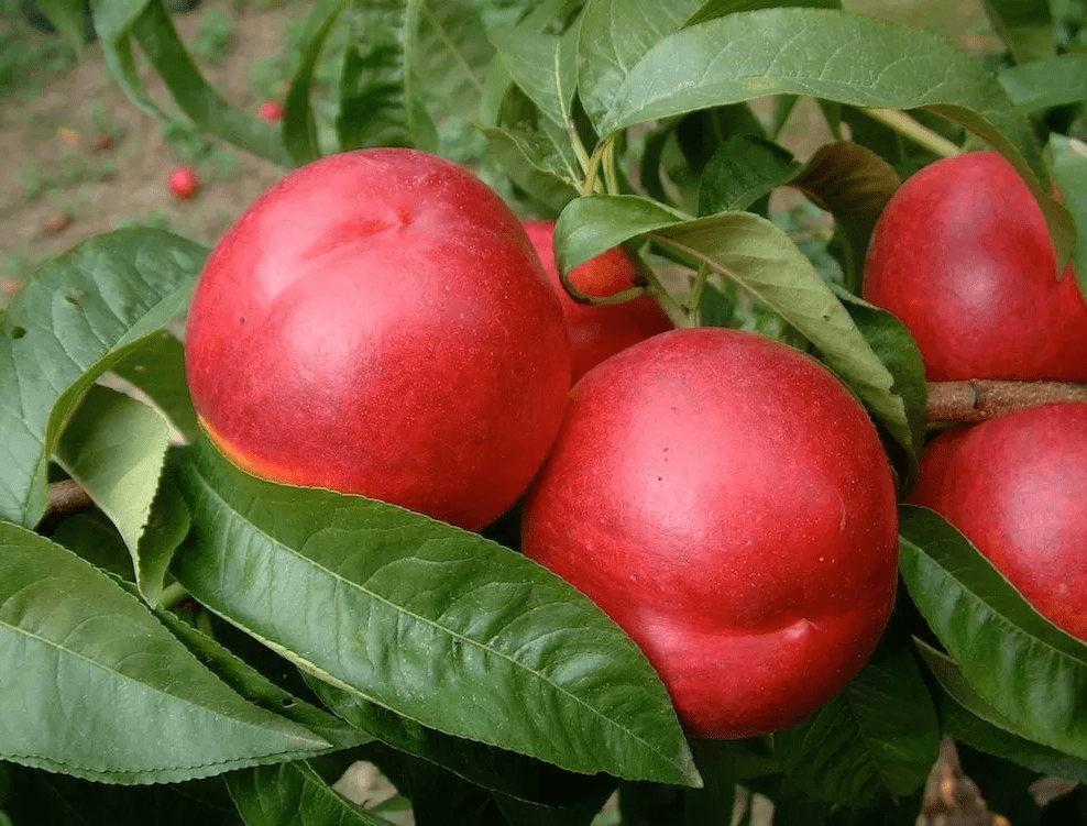 Нектарин Кипарг