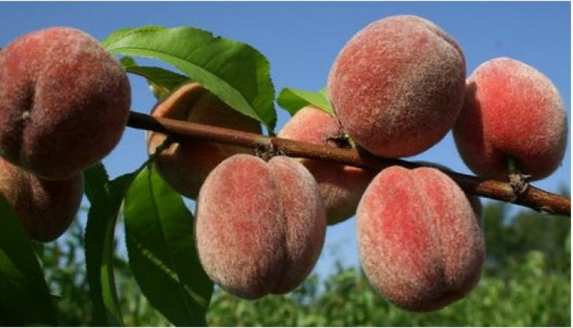 Персик Пушистый ранний