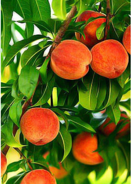 Персик Золотой юбилей