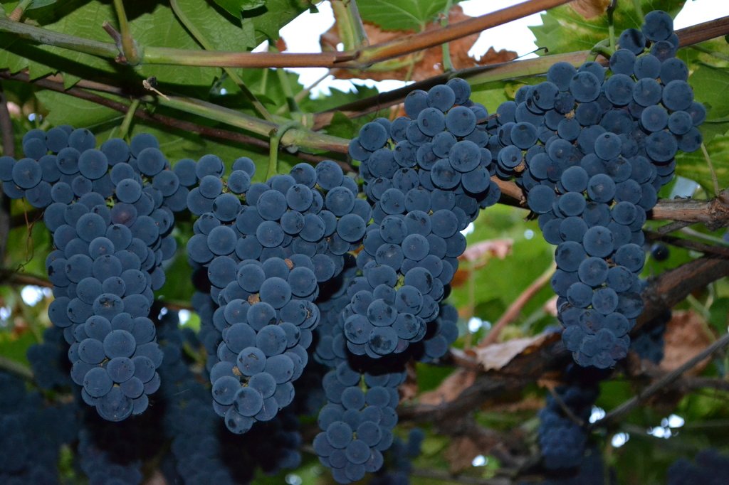 Саженец винограда Амурский прорыв