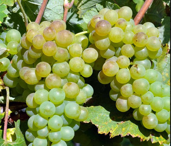 Виноград Верментино