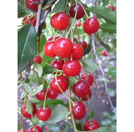 Вишня Градская