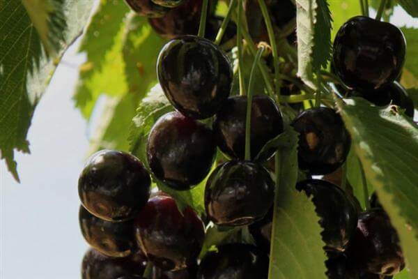 Вишня Морель Брянская