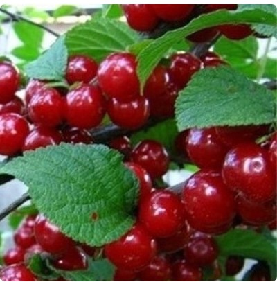 Вишня войлочная Океанская вировская