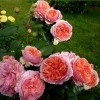 Саженец парковой розы Чиппендейл (Chippendale)
