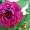 Саженец почвопокровной розы Фейри Чейнгелинг / Фейри Чейнджлинг (Fairy Changeling)