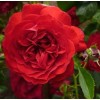 Саженец плетистой розы Бельканто (Belkanto)