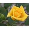 Комплект 5шт / Роза Латина (чайно-гибридная)