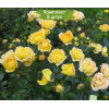 Комплект 5шт
 / Роза Yellow Fairy ( Еллоу Фейри) (почвопокровные)