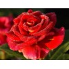 Саженец чайно-гибридной розы Фидибус (Fidibus)