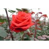 Саженец чайно-гибридной розы Ред берлин (Red Berlin)