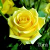 Саженец чайно-гибридной розы Тара (Tara)