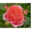 Саженец парковой розы Чиппендейл (Chippendale)