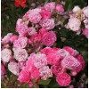 Саженец почвопокровной розы Пинк Флорилэнд (Pink Floriland)