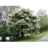 Ясень Белый (40-60 см)