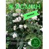 Жасмин / саженцы оптом 30 шт