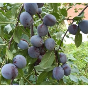 Комплект 5шт / Слива Этюд