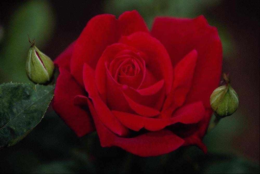 Саженец чайно-гибридной розы Лавли Ред (Lovely Red)