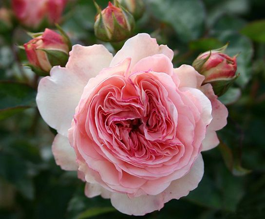 Саженец розы флорибунды Мария Терезия (Mariatheresia)