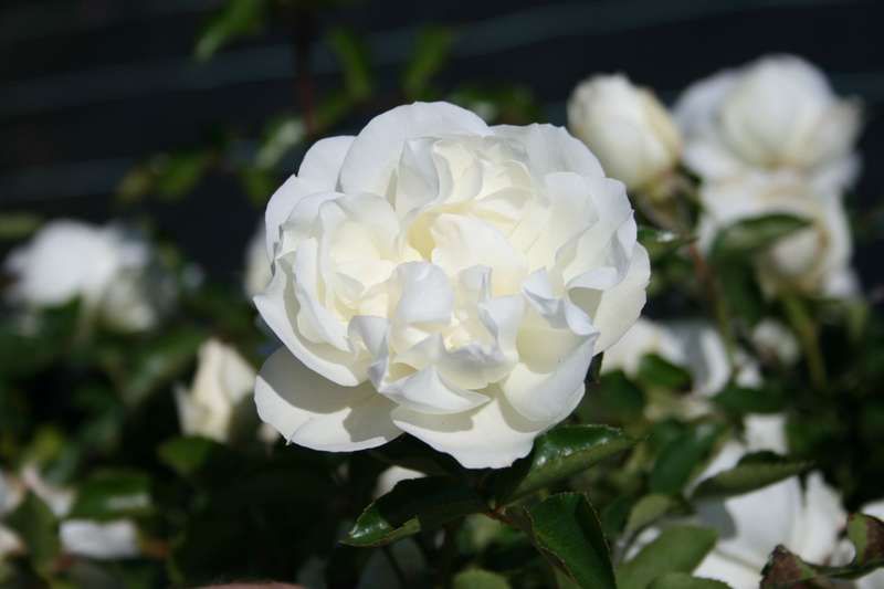 Саженец плетистой розы Блан Мейдиланд (Blanc Meidiland)