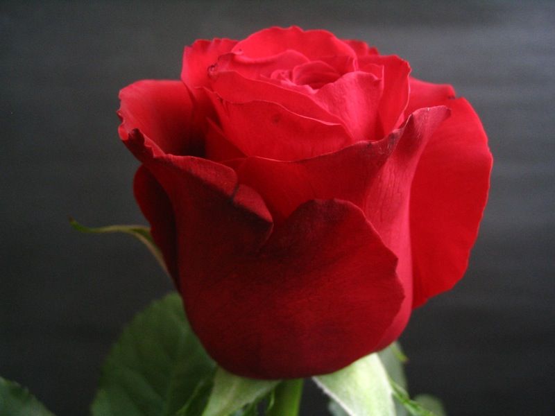 Саженец чайно-гибридной розы Секси Рэд (Sexy red)