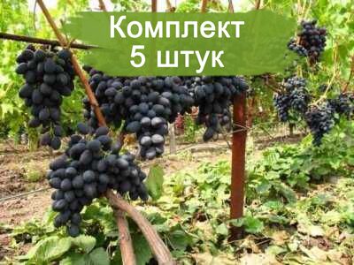 Комплект 5шт
 / Виноград Аленушка - Кишмиш (Средний/Черный)