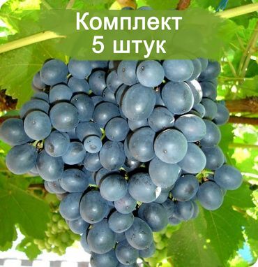 Комплект 5шт
 / Виноград Муромец (Ранний/Черный)