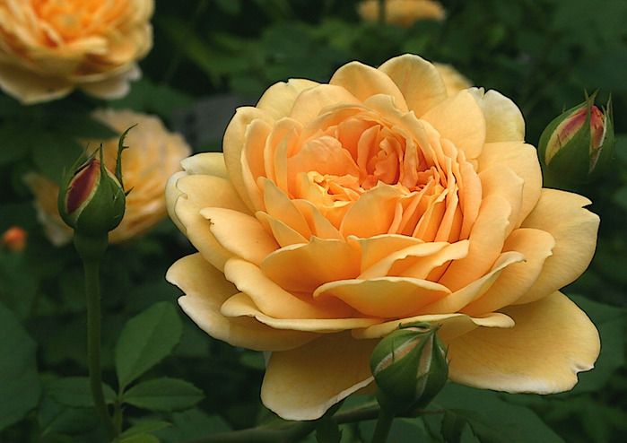 Саженец английской розы Голден Селебрейшн (Golden Celebration)