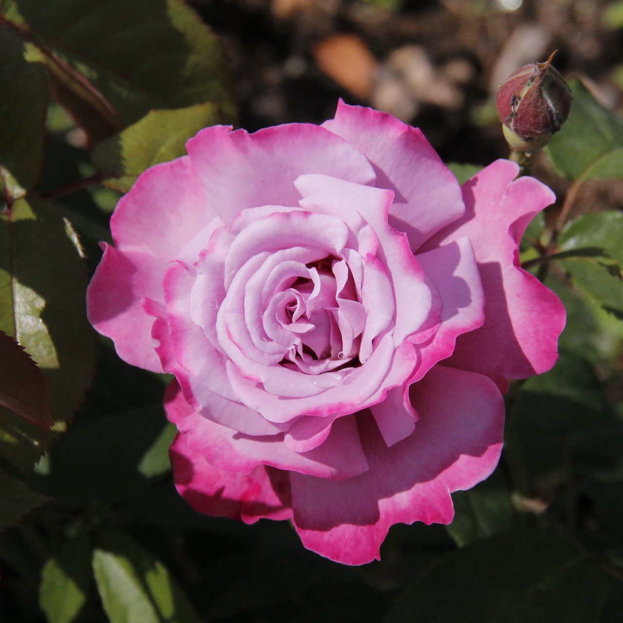 Саженец чайно-гибридной розы Аметист (Ametista)