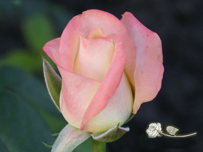 Саженец чайно-гибридной розы Белла Перл (Belle Perle)