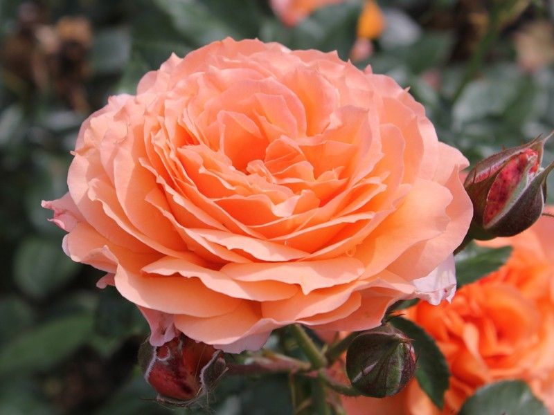 Саженец чайно-гибридной розы Бельведе (Belvedere)