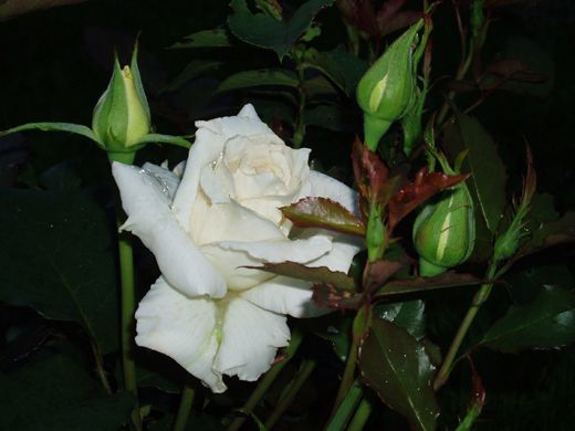 Саженец чайно-гибридной розы Бианка (Bianca)