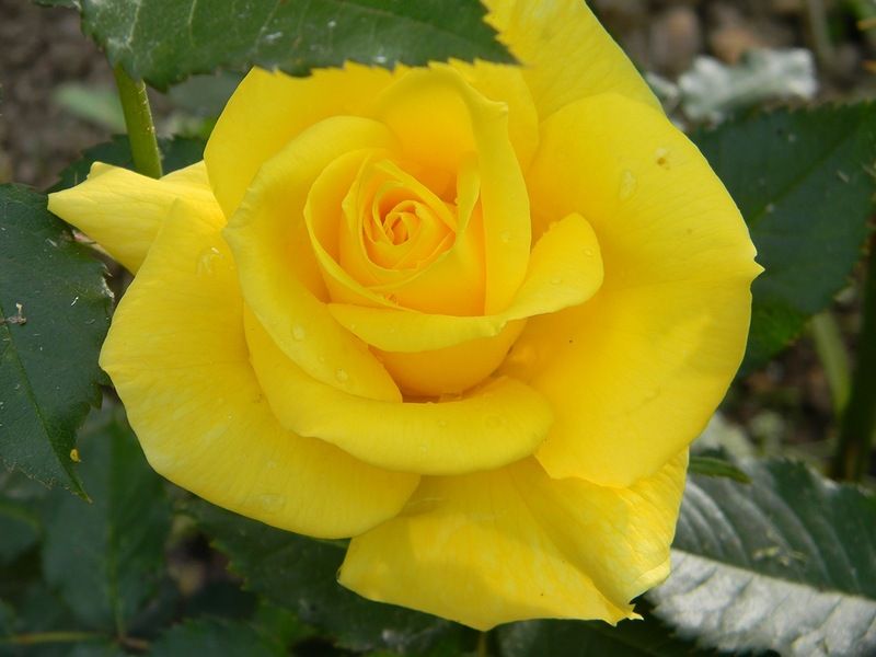 Саженец чайно-гибридной розы Фрезия (Friesia)
