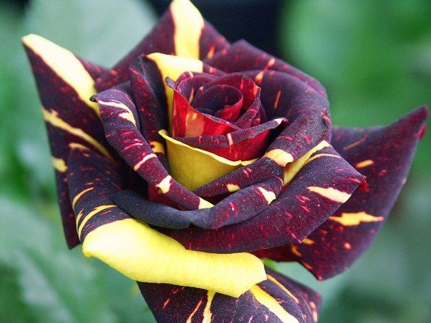 Саженец чайно-гибридной розы Фокус-Покус (Hocus Pocus)