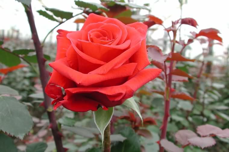 Саженец чайно-гибридной розы Ред берлин (Red Berlin)