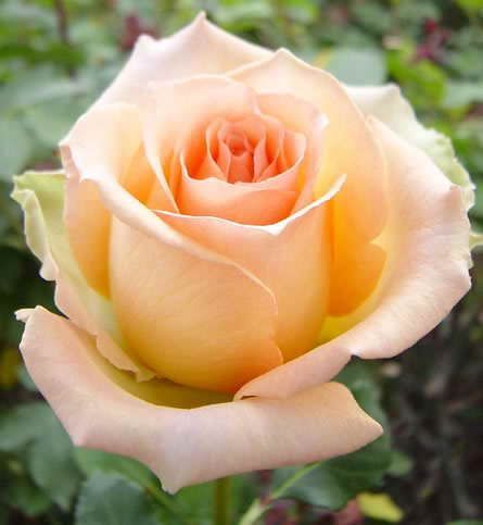 Саженец чайно-гибридной розы Версилия (Versilia)
