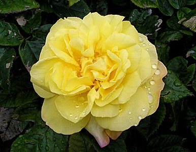 Саженец парковой розы Лихткёнигин Лючия (Lichtkonigin Lucia)