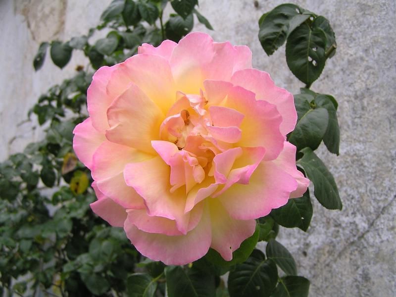 Саженец плетистой розы Глория Дэй (Gloria Dei)