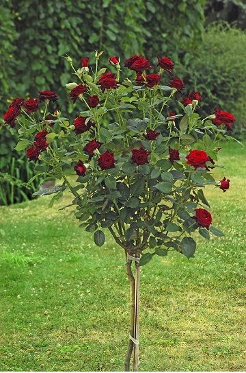 Саженец штамбовой розы Блэк Баккара (Black Baccara)