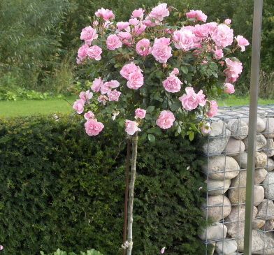 Саженец штамбовой розы Боника (Bonica)