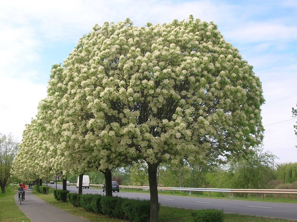 Ясень Белый (60-100 см)