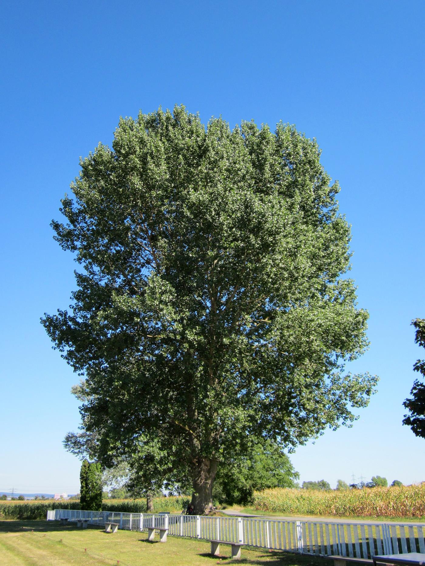 Ясень Обыкновенный (100-150 см)