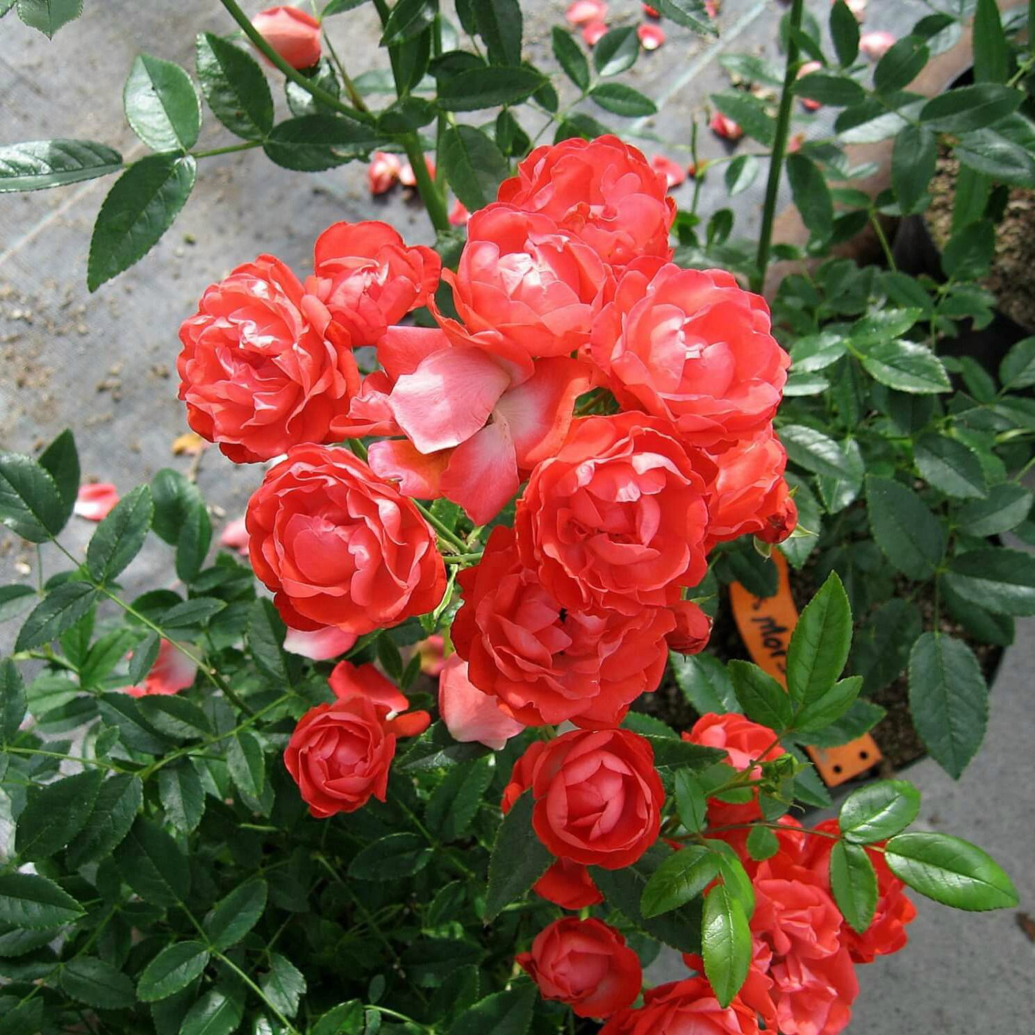 Саженец чайно-гибридной розы Оранж Морсдаг (Orange Morsdag)