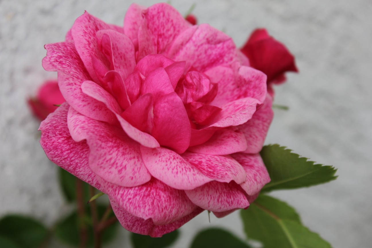 Саженец канадской розы Морден Руби / Моден Руби (Morden Ruby)