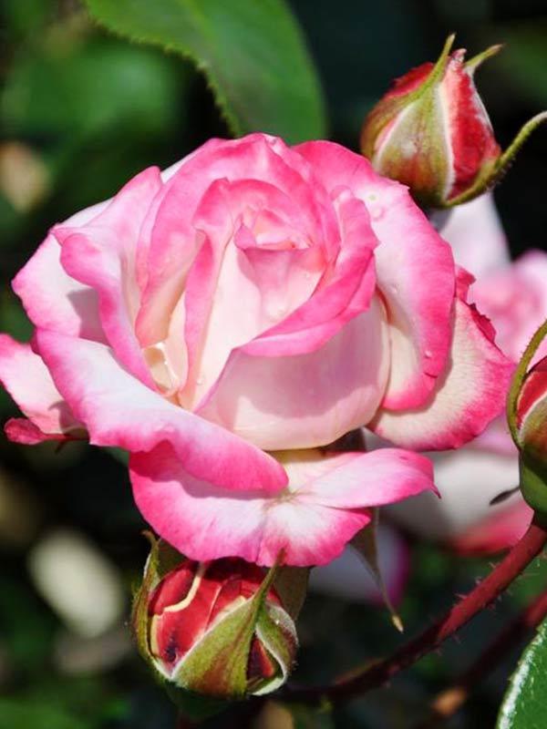 Саженец полиантовой розы Роял Минуэто (Royal Minueto)