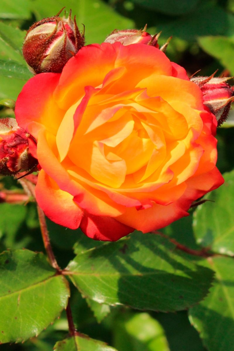 Саженец штамбовой розы Румба (Rumba)